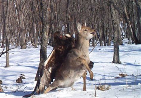 Golden Eagle Vs. Deer Photo Captured by Wildlife Researchers