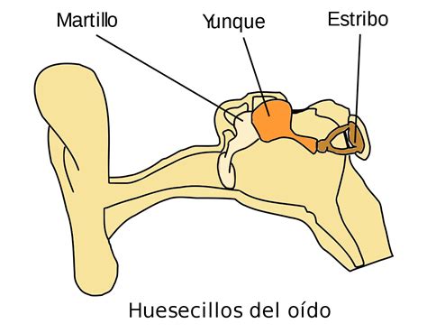 Las 9 partes y huesos del oído humano (y sus características)