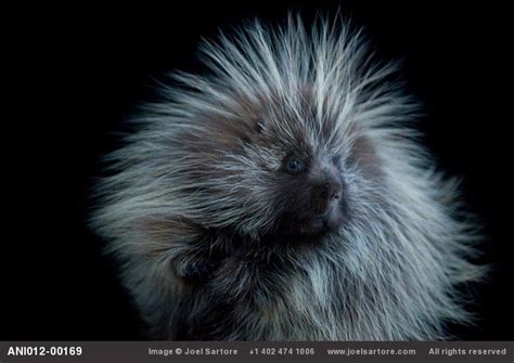 Great Plains Animals | porcupine at the Great Plains Zoo. | Endangered animals, Most endangered ...