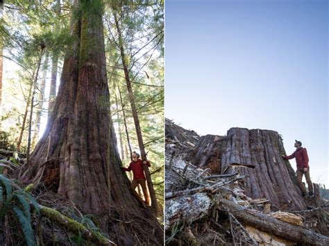 Photos reveal scope of old-growth forest logging in B.C. | The Narwhal