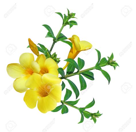 yellow bell flower clipart 20 free Cliparts | Download images on Clipground 2024