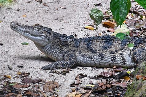 Philippine Crocodile (Crocodylus mindorensis) - ZooChat