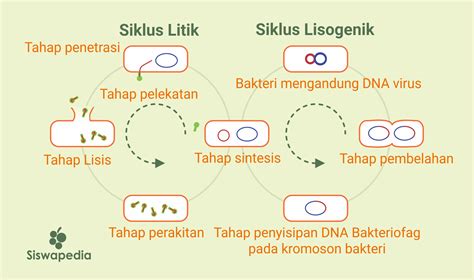 Mengenal Apa Itu Siklus Lisogenik Konsep Dan Tahapannya | The Best Porn ...