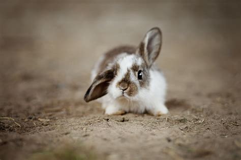 Download Beautiful Rabbit Images for Free - 4,000+ HD Photos of Cute ...