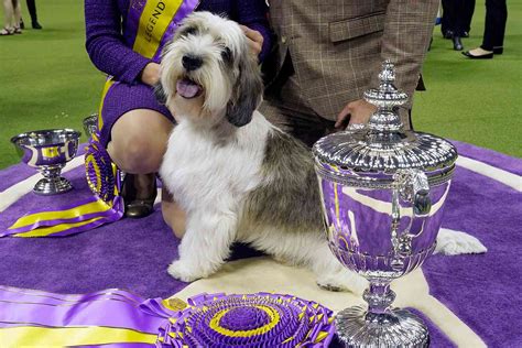 Best In Show Dogs