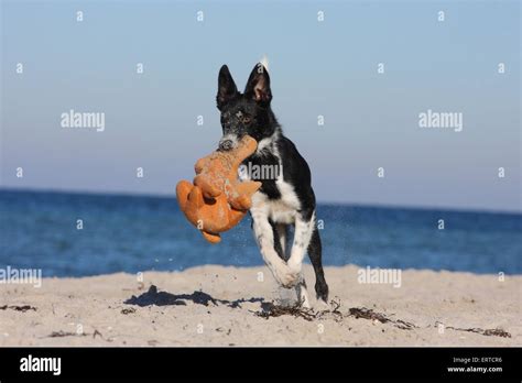 playing Border Collie Stock Photo - Alamy