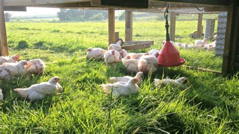 Pastured poultry farming: soil health and sustainability | The Poultry Site