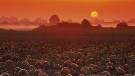 pumpkin, Patch, Halloween, Autumn Wallpapers HD / Desktop and Mobile Backgrounds