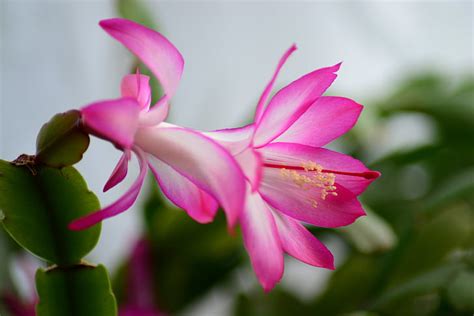 Royalty-Free photo: Pink Christmas cactus flower in bloom | PickPik