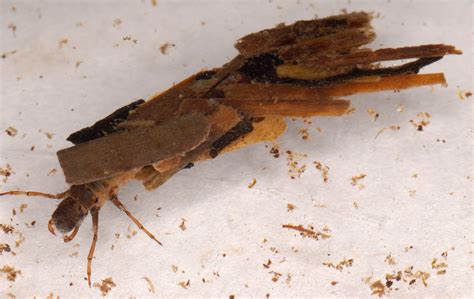 Cased Caddisfly larva | Aquatic insects, Insects, Science nature