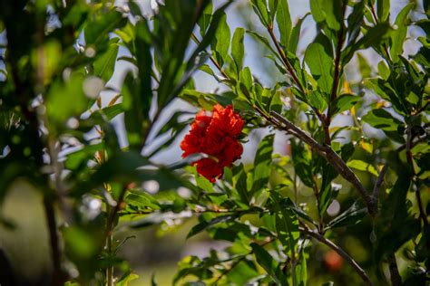 Eversweet Pomegranate – Chestnut Hill Nursery