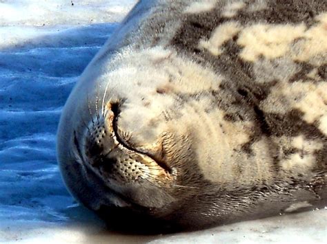 Weddell Seal – "OCEAN TREASURES" Memorial Library