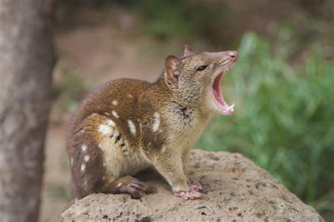 Quoll: The Polka Dotted Predator - Animalogic