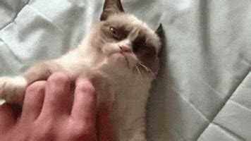 Cat Bite GIF - Find & Share on GIPHY