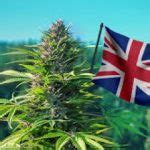 LondonWeed.Net – Top London & UK & Ireland & Scotland & Wales Weed From Spain to your Home Fast ...