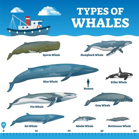 Dwarf Sperm Whale Royalty-Free Images, Stock Photos & Pictures | Shutterstock