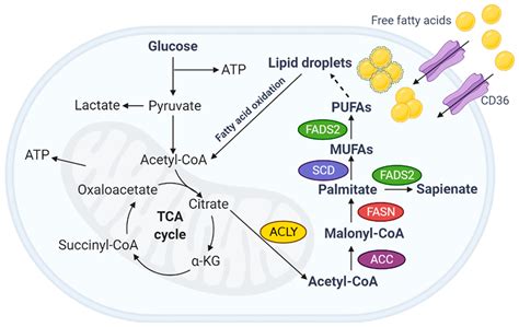 IJMS | Free Full-Text | Fatty Acid Metabolism in Ovarian Cancer: Therapeutic Implications