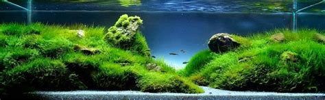 The Incredible Art of Underwater Landscaping for Aquariums | Amusing Planet