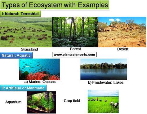 Types of ecosystems with examples | Ecosystems, Nature, Ecosystems projects