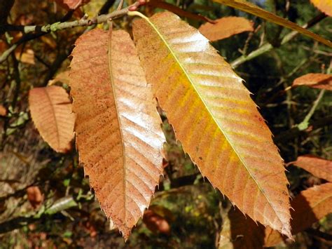 Sweet Chestnut (Castanea sativa) autumn leaves | Sweet Chest… | Flickr