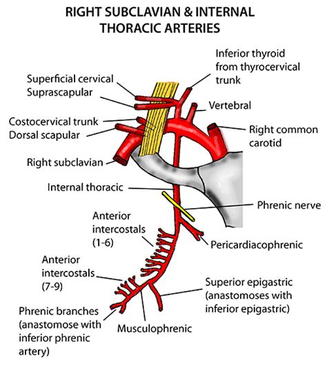 Thorax - Vessels - Arteries - Internal thoracic & branches | Arteries anatomy, Arteries, Medical ...