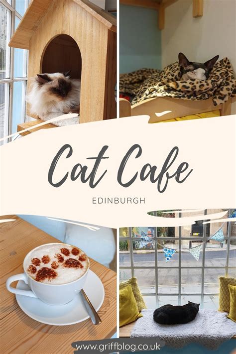 the cat cafe is open for business