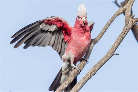 Galah Cockatoo in South Australia Stock Image - Image of flocks, fauna ...