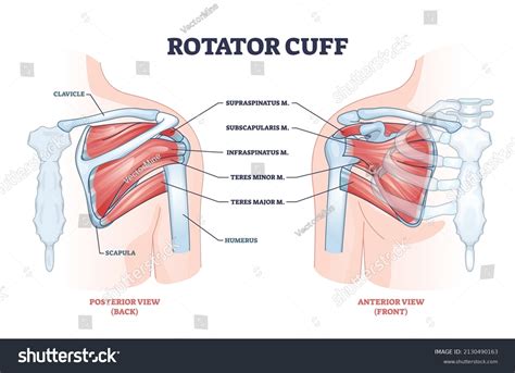 Rotator Cuff Anatomical Structure Location Explanation Stock Vector ...