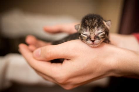 Raising Newborn Kittens