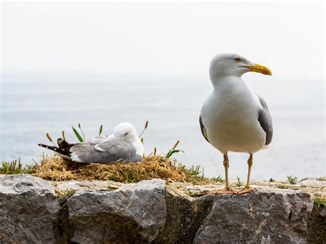 Seagull Nesting Secrets: Unveiling the Hidden Sanctuaries… | Birdfact