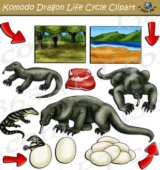 Komodo Dragon Life Cycle Clipart by I 365 Art - Clipart 4 School