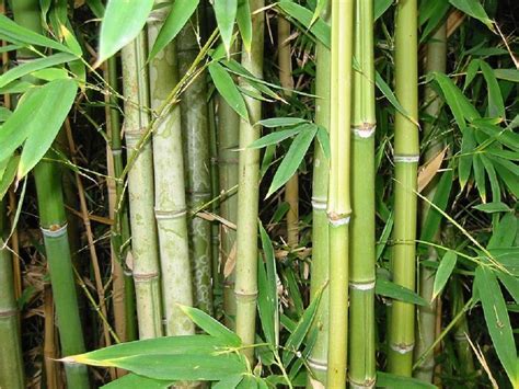 Beema Bamboo, the Wonder Bamboo by a Biotech Company Will Help Mitigate ...