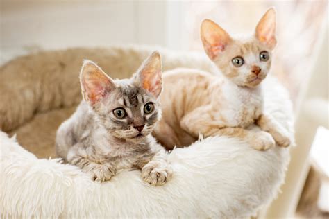 10 Hairless and Short-Haired Cat Breeds That Won't Leave Fur Everywhere - Newsweek