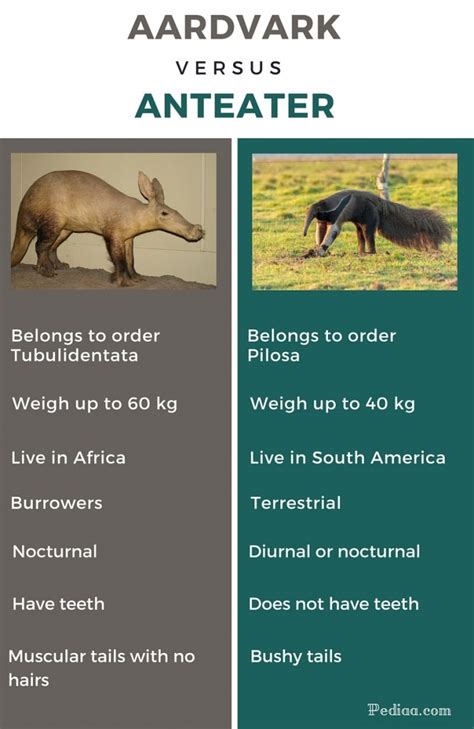 Difference Between Aardvark and Anteater – Pediaa.Com