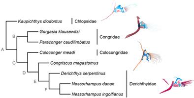 Phylogenetic interrelationships of the eel families Derichthyidae and Colocongridae (Elopomorpha ...