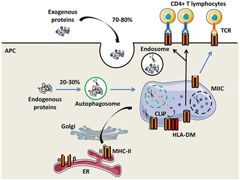 Frontiers | HLA-Class II Artificial Antigen Presenting Cells in CD4+ T ...