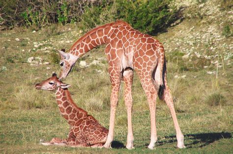 Fossil Rim Wildlife Center