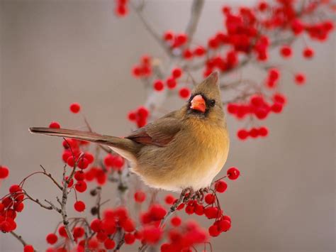 Free Winter Birds Desktop Wallpaper - WallpaperSafari