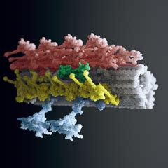 Structure and Function of the Axoneme | Brown Lab