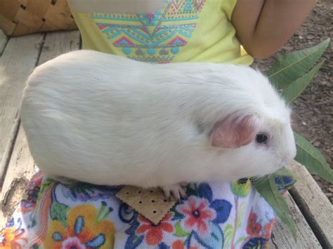 CHI-CHI THE BLUE EYED GUINEA PIG | Winterpast Farm