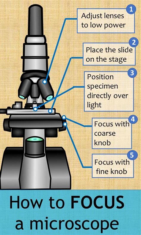 5 easy steps for focusing a compound light microscope. Additional tips and tricks for purc ...