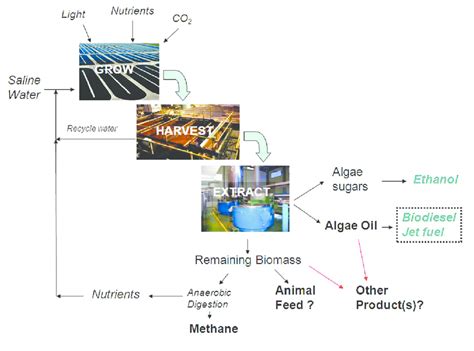 Algae to biofuel production process | Download Scientific Diagram