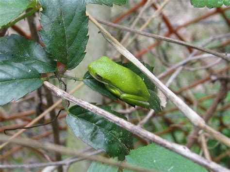 Pictures and Encounters With Louisiana Tree Frogs - Owlcation