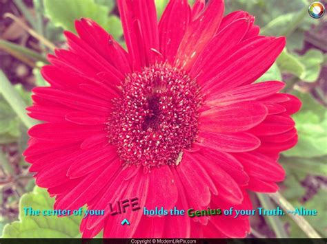 Beautiful Flower With Soul Quote | Beautiful flowers