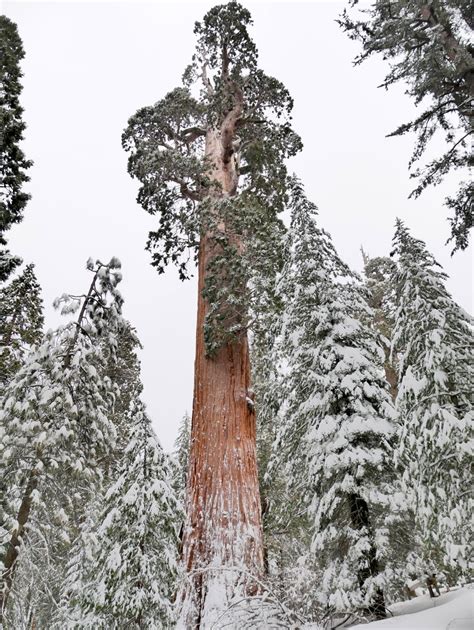 American Travel Journal: General Grant Tree Trail - Kings Canyon National Park