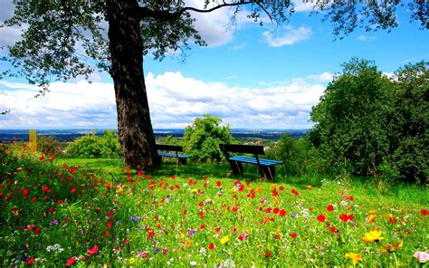 Flower Park Background