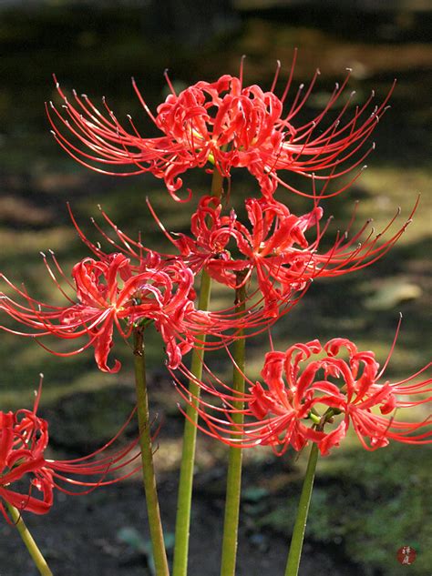 FROM THE GARDEN OF ZEN: Higan-bana (Lycoris radiata) flowers in Engaku-ji