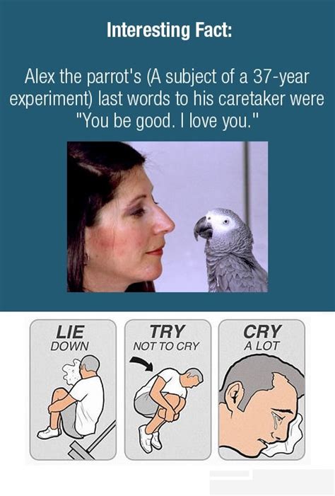 Parrot | Lie Down / Try Not To Cry / Cry A Lot | Know Your Meme