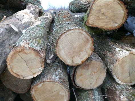 Products - White Oak Wood Logs Manufacturer & Manufacturer from, United ...