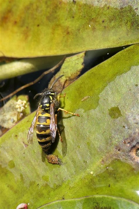 Vespidae